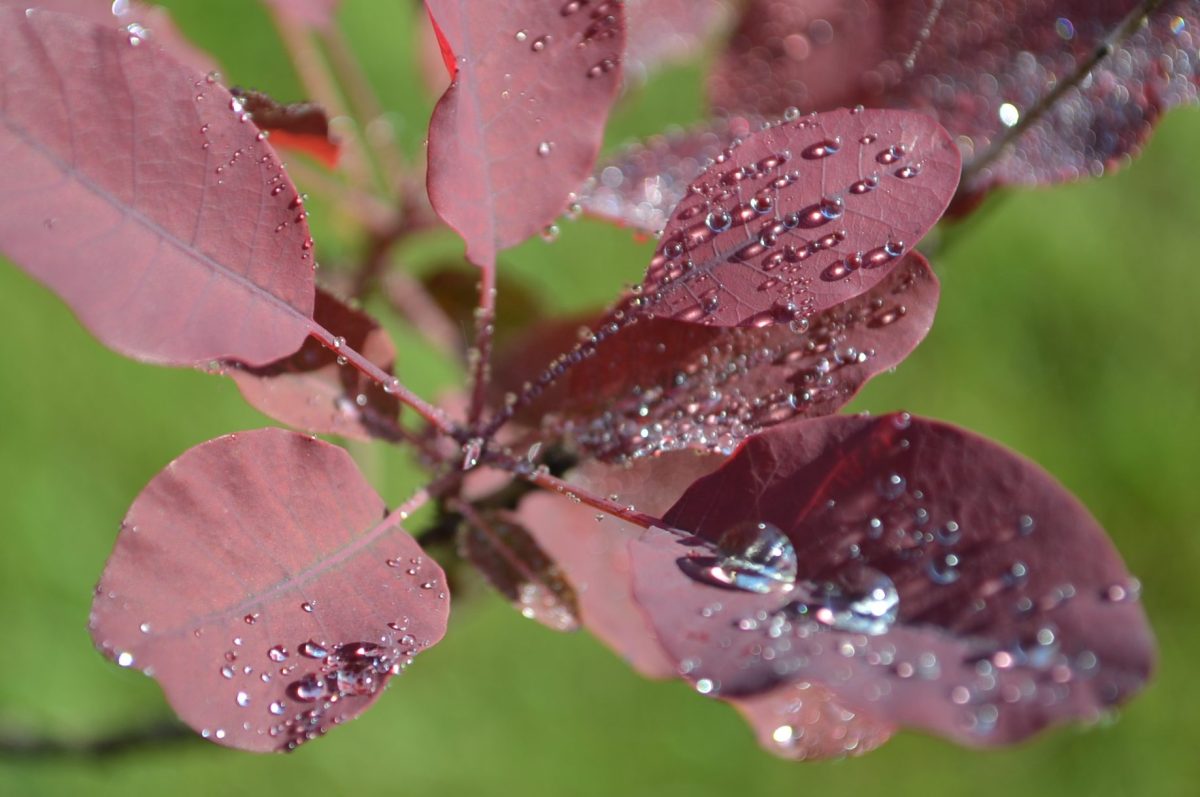 morning dew on a purple leaf